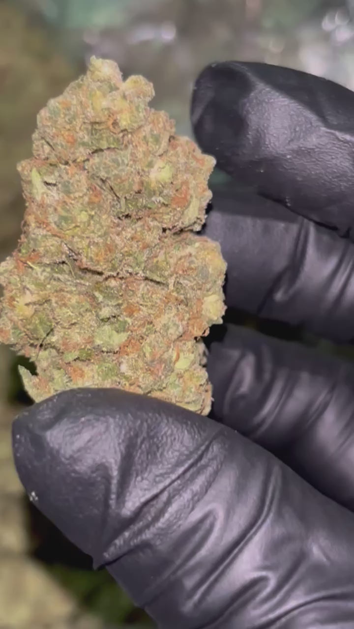 👑 Khalifa Kush (KK) THCa Flower – 31.86% THCa | Premium OG Legacy Flower