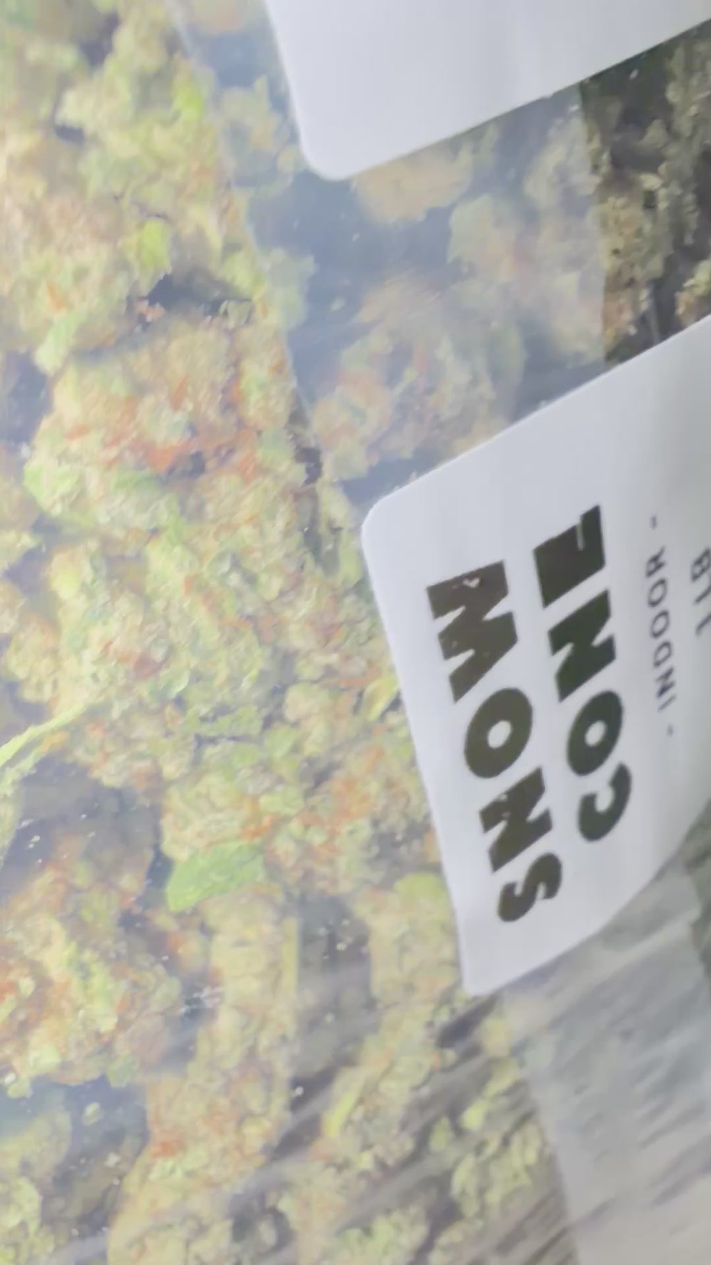 ❄️🍦 Snow Cone Premium Hybrid THCA Flower | 28G & QP | Vanilla Citrus & Sweet Gas Terpenes 🌿🔥